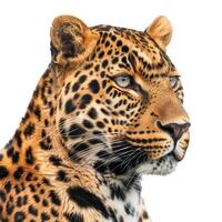 Leopard showing its beautiful fur and intense eyes photo