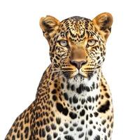 Leopard staring intently with piercing eyes on white background photo