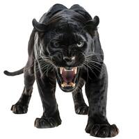 Black panther snarling with teeth bared on a white background photo