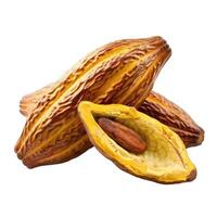 Three ripe cocoa pods with one open showing a cocoa bean photo