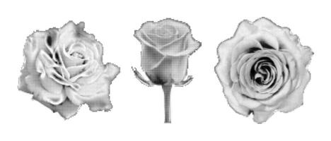 Set of halftone rose. Dots texture. Contemporary style, collage element vector