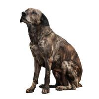 Wet dog sitting and looking up isolated on white background photo