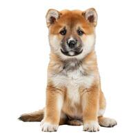Adorable shiba inu puppy sitting and looking forward on white background photo