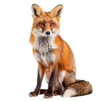 Red fox, vulpes vulpes, sitting and looking at the camera photo