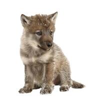 Wolf pup covered with snow sitting and looking away from camera photo