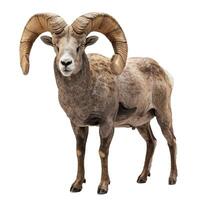 Powerful bighorn sheep ram standing on white background photo