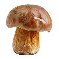 Large brown and orange mushroom standing on white background photo