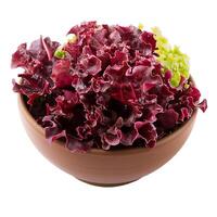 Fresh red lettuce leaves overflowing a rustic bowl photo