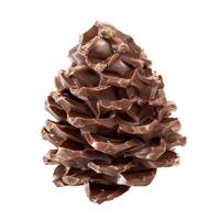 Chocolate in the shape of a pine cone isolated on white background photo