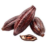 Group of ripe cocoa pods with beans showing inside photo