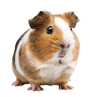 Cute brown and white guinea pig posing on white background photo