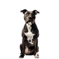 Powerful dark brown and white pitbull dog sitting on white background photo