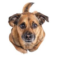 Cute brown dog lying on glass table and looking up photo