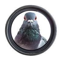 Curious pigeon peeking through camera lens isolated photo