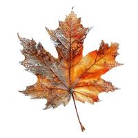 Frozen orange maple leaf isolated showing autumn colors photo