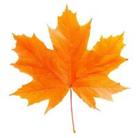 Single orange maple leaf isolated on white background photo