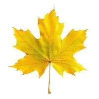 Vibrant yellow maple leaf isolated on white background photo