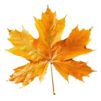 Large yellow maple leaf isolated on white background photo