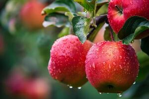 Red apples covered with rain drops hanging from tree branch photo