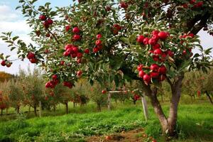 Apple tree full of ripe red apples growing in orchard photo