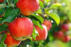 Ripe red apples growing on branch in orchard photo