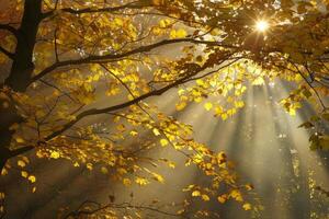Sun shining through golden autumn leaves in misty forest photo