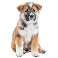 Adorable puppy dog sitting and posing on white background photo
