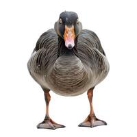 Large greylag goose standing facing forward on white background photo