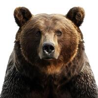 Portrait of majestic brown bear looking directly at viewer photo