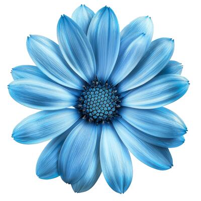 Blue osteospermum flower blooming on white background
