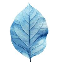 Blue leaf showing veins on white background photo