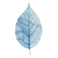 Blue skeleton leaf showing veins and structure on white background photo