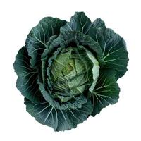 Fresh green cabbage with intricate leaf patterns isolated on white background photo