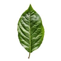 Single green leaf isolated showing veins structure photo