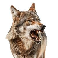Eurasian wolf snarling with its mouth open showing its teeth photo
