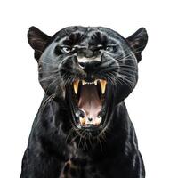Black panther showing teeth growling isolated on white photo