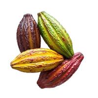 Four cacao pods showing different ripening stages photo