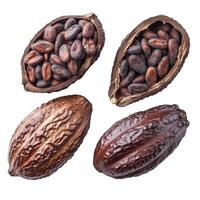 Cocoa beans inside and outside of the cocoa pod photo