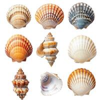Collection of seashells displaying colorful patterns isolated on white background photo