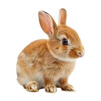Cute red baby bunny rabbit posing on white background photo