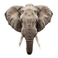 African elephant showing large tusks and trunk isolated on white background photo