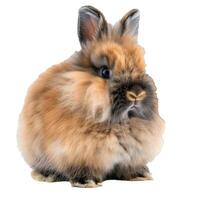 Adorable fluffy lionhead rabbit posing on white background photo