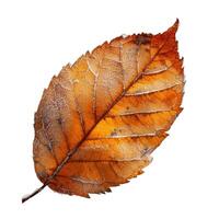 Single orange leaf covered in frost on white background photo