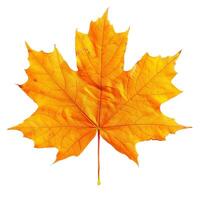 Bright yellow maple leaf isolated on white background photo