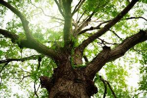 Old tree with branches in the forest, representing nature's carbon sequestration process. Tropical forest on summer day. Environmental sustainability and oxygen production in lush green ecosystem. photo