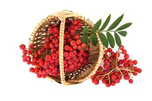 Basket of fresh red rowan berries with green leaves isolated on white background photo