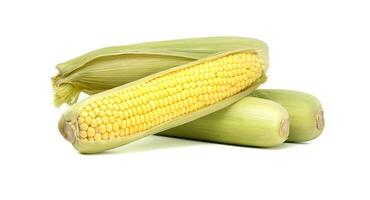 Fresh corn cobs displayed with husks and kernels isolated on white background photo