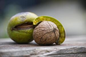 Closeup of fresh walnut inside green husk photo