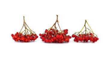 Vibrant red rowan berries isolated on white background photo