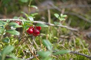 Lingonberry plants with red berries in a forest setting, surrounded by moss and foliage photo